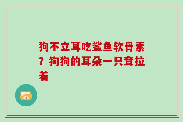 狗不立耳吃鲨鱼软骨素？狗狗的耳朵一只耷拉着
