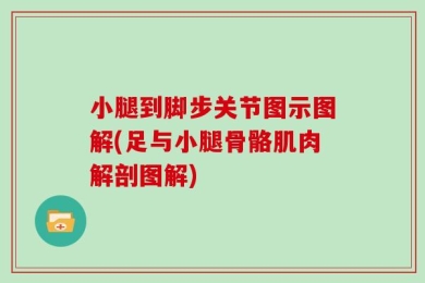 小腿到脚步关节图示图解(足与小腿骨骼肌肉解剖图解)