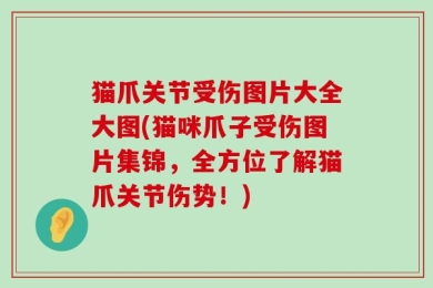 猫爪关节受伤图片大全大图(猫咪爪子受伤图片集锦，全方位了解猫爪关节伤势！)