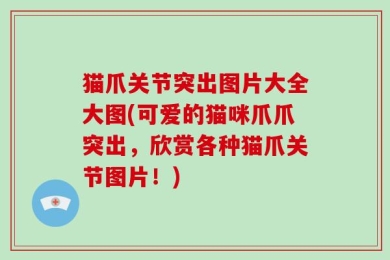 猫爪关节突出图片大全大图(可爱的猫咪爪爪突出，欣赏各种猫爪关节图片！)