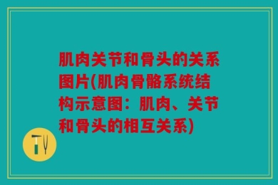 肌肉关节和骨头的关系图片(肌肉骨骼系统结构示意图：肌肉、关节和骨头的相互关系)