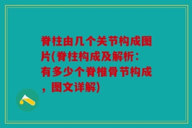 脊柱由几个关节构成图片(脊柱构成及解析：有多少个脊椎骨节构成，图文详解)