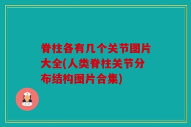 脊柱各有几个关节图片大全(人类脊柱关节分布结构图片合集)