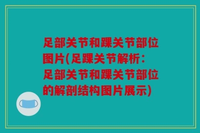 足部关节和踝关节部位图片(足踝关节解析：足部关节和踝关节部位的解剖结构图片展示)