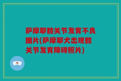 萨摩耶髋关节发育不良图片(萨摩耶犬出现髋关节发育障碍照片)