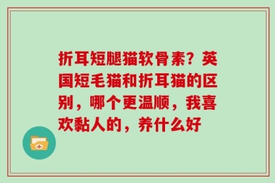 折耳短腿猫软骨素？英国短毛猫和折耳猫的区别，哪个更温顺，我喜欢黏人的，养什么好