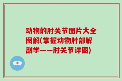 动物的肘关节图片大全图解(掌握动物肘部解剖学——肘关节详图)