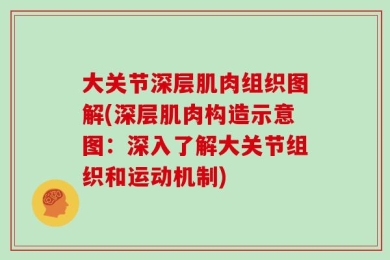 大关节深层肌肉组织图解(深层肌肉构造示意图：深入了解大关节组织和运动机制)