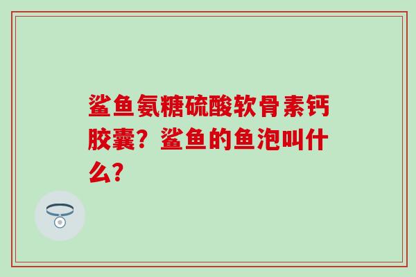 鲨鱼氨糖硫酸软骨素钙胶囊?鲨鱼的鱼泡叫什么? 鲨鱼氨糖硫酸软骨素钙胶囊?鲨鱼的鱼泡叫什么?