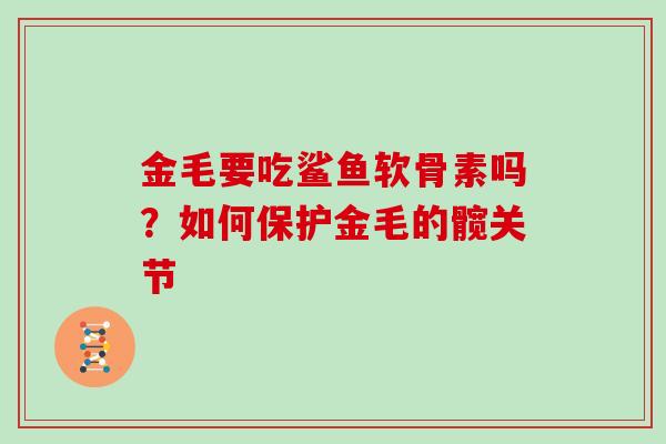 金毛要吃鲨鱼软骨素吗？如何保护金毛的髋关节