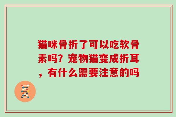 猫咪了可以吃软骨素吗?宠物猫变成折耳,有什么需要注意的吗 猫咪了可以吃软骨素吗?宠物猫变成折耳,有什么需要注意的吗
