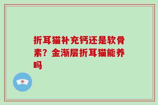 折耳猫补充钙还是软骨素?金渐层折耳猫能养吗 折耳猫补充钙还是软骨素?金渐层折耳猫能养吗