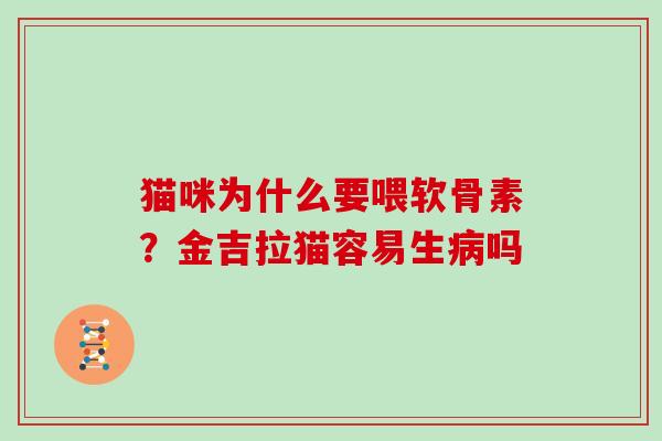 猫咪为什么要喂软骨素？金吉拉猫容易生吗