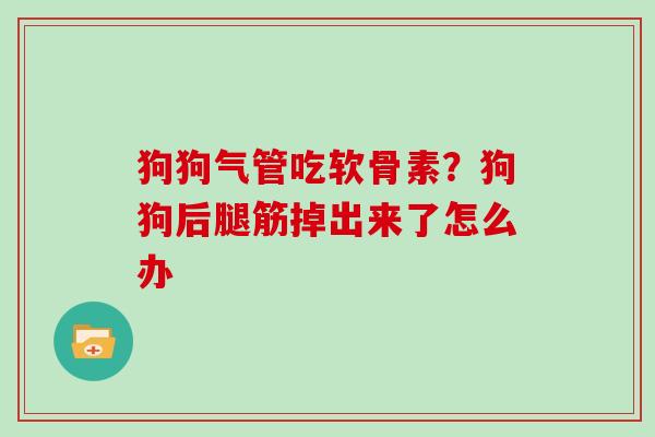 狗狗气管吃软骨素？狗狗后腿筋掉出来了怎么办