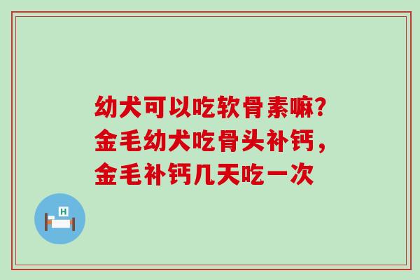 幼犬可以吃软骨素嘛？金毛幼犬吃骨头补钙，金毛补钙几天吃一次