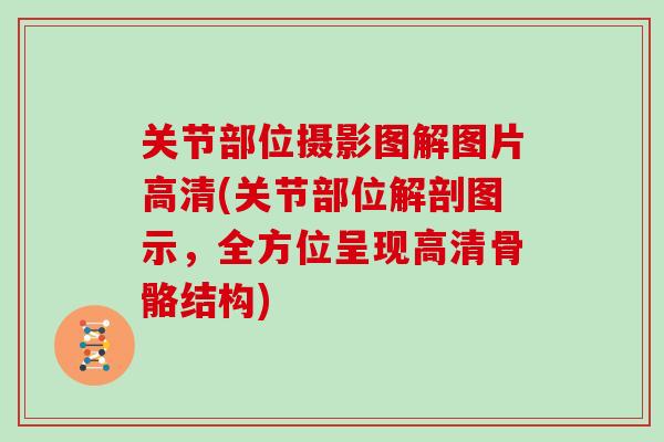 关节部位摄影图解图片高清(关节部位解剖图示，全方位呈现高清骨骼结构)