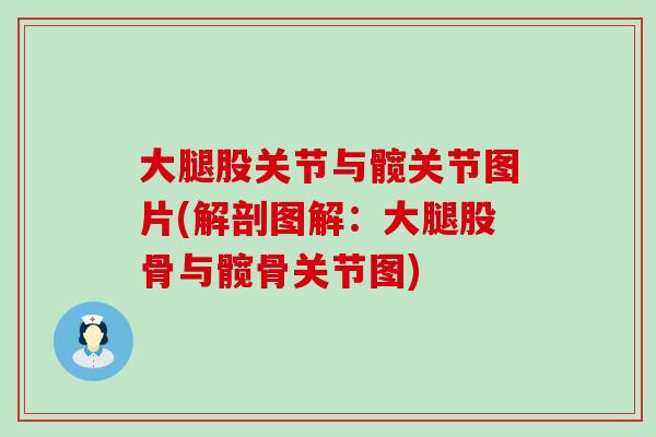 大腿股关节与髋关节图片(解剖图解:大腿股骨与髋骨关节图) 大腿股关节与髋关节图片(解剖图解:大腿股骨与髋骨关节图)