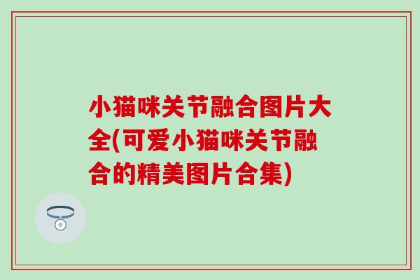小猫咪关节融合图片大全(可爱小猫咪关节融合的精美图片合集)
