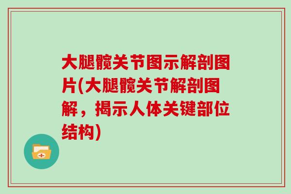 大腿髋关节图示解剖图片(大腿髋关节解剖图解，揭示人体关键部位结构)