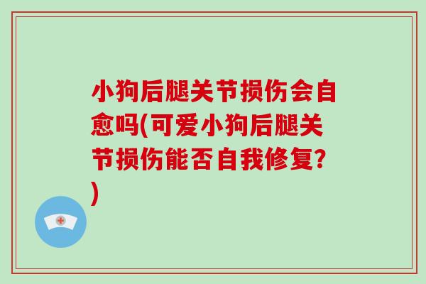 小狗后腿关节损伤会自愈吗(可爱小狗后腿关节损伤能否自我修复?) 小狗后腿关节损伤会自愈吗(可爱小狗后腿关节损伤能否自我修复?)