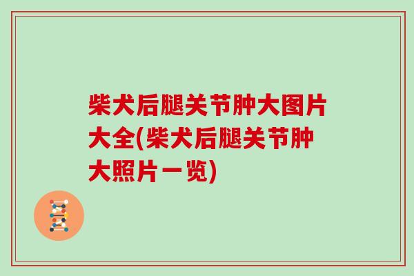 柴犬后腿关节肿大图片大全(柴犬后腿关节肿大照片一览) 柴犬后腿关节肿大图片大全(柴犬后腿关节肿大照片一览)