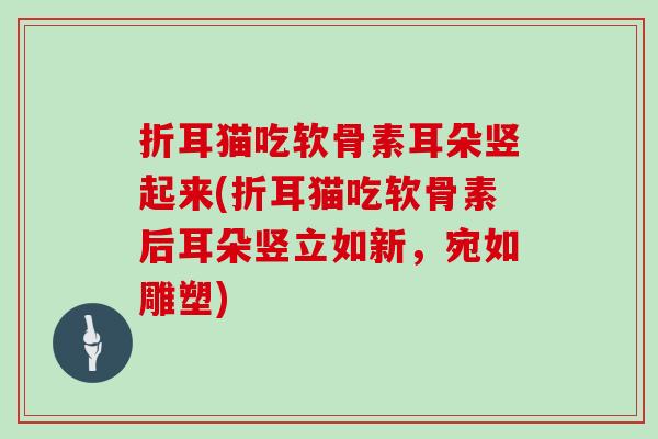 折耳猫吃软骨素耳朵竖起来(折耳猫吃软骨素后耳朵竖立如新,宛如雕塑) 折耳猫吃软骨素耳朵竖起来(折耳猫吃软骨素后耳朵竖立如新,宛如雕塑)