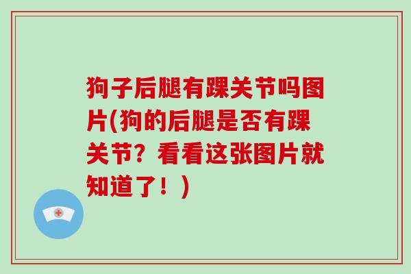 狗子后腿有踝关节吗图片(狗的后腿是否有踝关节?看看这张图片就知道了!) 狗子后腿有踝关节吗图片(狗的后腿是否有踝关节?看看这张图片就知道了!)