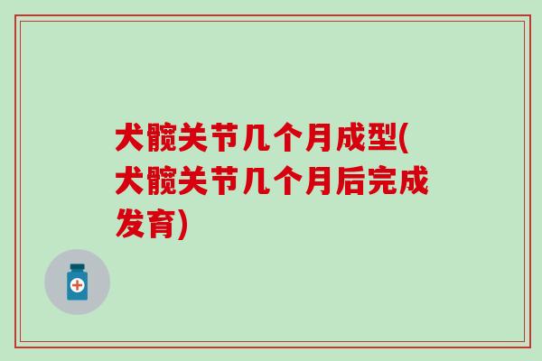 犬髋关节几个月成型(犬髋关节几个月后完成发育) 犬髋关节几个月成型(犬髋关节几个月后完成发育)