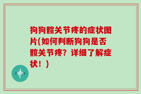 狗狗髋关节疼的症状图片(如何判断狗狗是否髋关节疼?详细了解症状!) 狗狗髋关节疼的症状图片(如何判断狗狗是否髋关节疼?详细了解症状!)