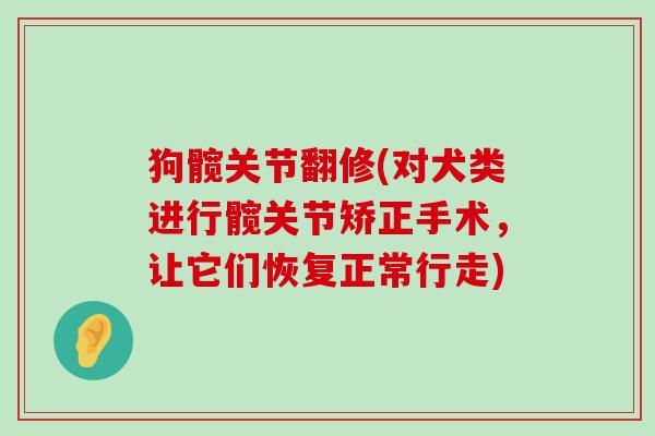 狗髋关节翻修(对犬类进行髋关节矫正手术，让它们恢复正常行走)