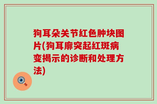 狗耳朵关节红色肿块图片(狗耳廓突起红斑变揭示的诊断和处理方法) 狗耳朵关节红色肿块图片(狗耳廓突起红斑变揭示的诊断和处理方法)