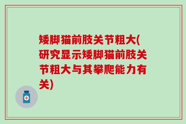 矮脚猫前肢关节粗大(研究显示矮脚猫前肢关节粗大与其攀爬能力有关) 矮脚猫前肢关节粗大(研究显示矮脚猫前肢关节粗大与其攀爬能力有关)