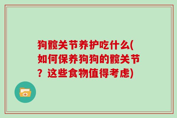 狗髋关节养护吃什么(如何保养狗狗的髋关节？这些食物值得考虑)