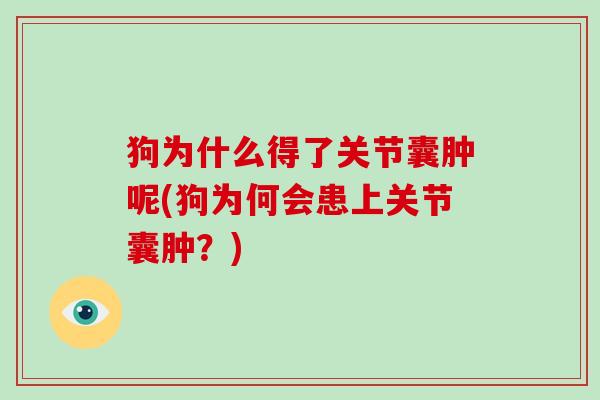 狗为什么得了关节囊肿呢(狗为何会患上关节囊肿?) 狗为什么得了关节囊肿呢(狗为何会患上关节囊肿?)