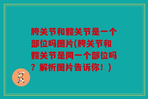 胯关节和髋关节是一个部位吗图片(胯关节和髋关节是同一个部位吗?解析图片告诉你!) 胯关节和髋关节是一个部位吗图片(胯关节和髋关节是同一个部位吗?解析图片告诉你!)