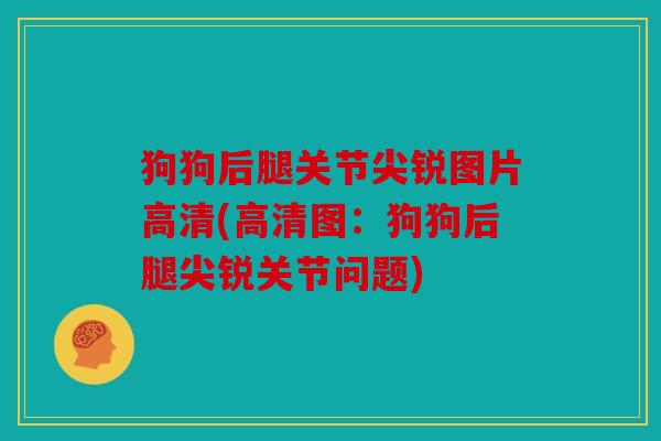 狗狗后腿关节尖锐图片高清(高清图：狗狗后腿尖锐关节问题)
