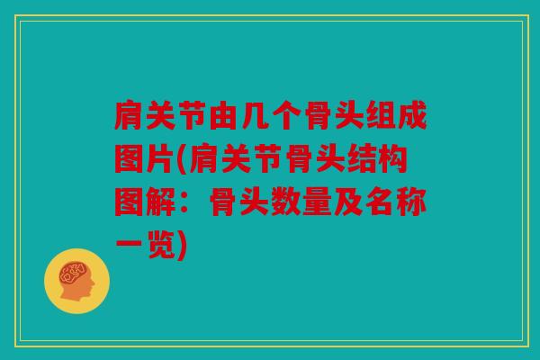 肩关节由几个骨头组成图片(肩关节骨头结构图解：骨头数量及名称一览)