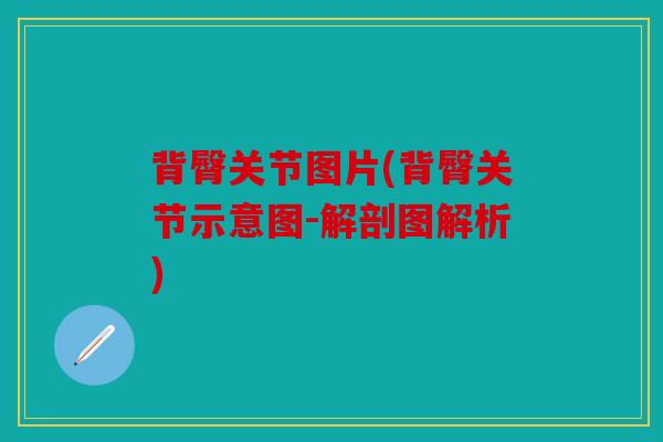 背臀关节图片(背臀关节示意图-解剖图解析)