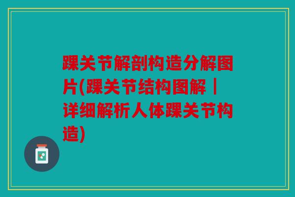 踝关节解剖构造分解图片(踝关节结构图解｜详细解析人体踝关节构造)