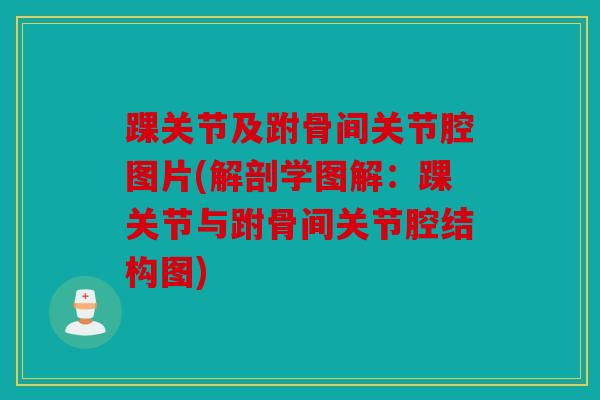 踝关节及跗骨间关节腔图片(解剖学图解:踝关节与跗骨间关节腔结构图) 踝关节及跗骨间关节腔图片(解剖学图解:踝关节与跗骨间关节腔结构图)