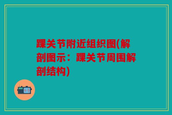 踝关节附近组织图(解剖图示:踝关节周围解剖结构) 踝关节附近组织图(解剖图示:踝关节周围解剖结构)